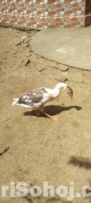 রাজহাঁস।